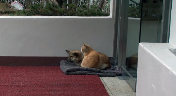 猫狗间的跨界友谊！狗狗被遗弃后，流浪猫陪它等主人回来(图2)