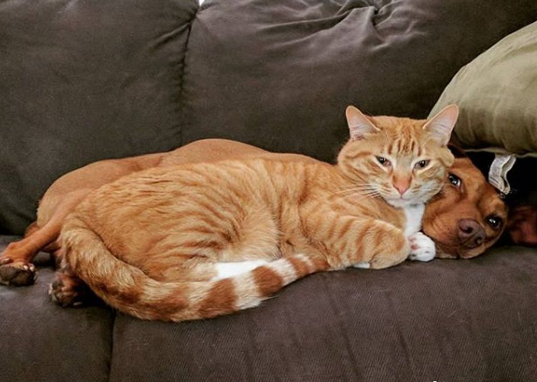 米克斯汪深受焦虑症困扰 贴心橘猫暖心安抚被拍下(图1)