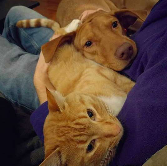 米克斯汪深受焦虑症困扰 贴心橘猫暖心安抚被拍下(图2)