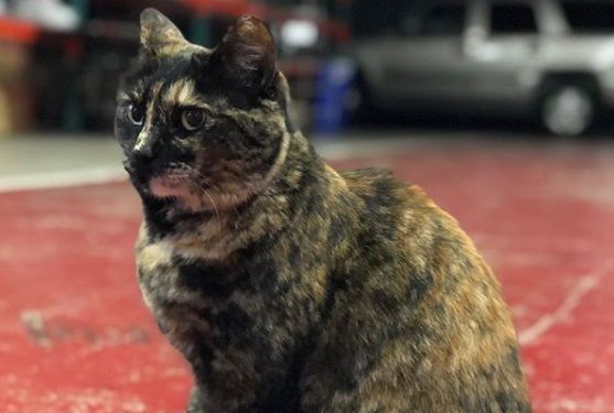 乖巧消防猫遭匿名投诉 下令被迫搬出消防局(图1)