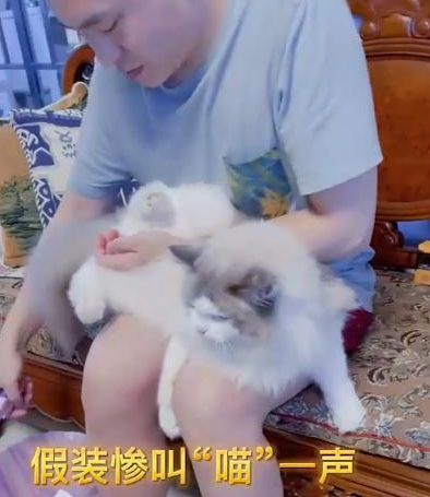 江苏一爸爸给猫咪剪指甲，宝宝大哭“它疼”，随后心机猫上线(图3)