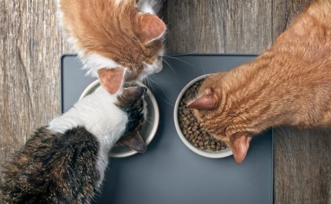 新晋铲屎官该怎么选猫粮，推荐从以下几点入手(图1)