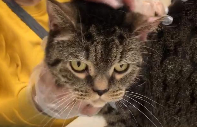 宠物猫被遗弃公园，主人留下50元钱，去医院检查后发现遗弃原因(图1)