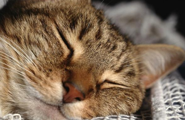 宠物猫被遗弃公园，主人留下50元钱，去医院检查后发现遗弃原因(图2)