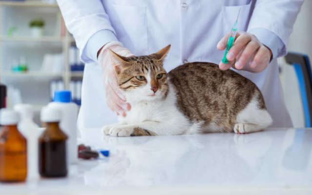 寒冬已至，为了猫咪饲主务必要重视的3件事！不仅仅是保暖(图2)