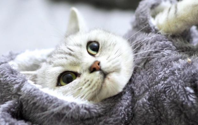 寒冬已至，为了猫咪饲主务必要重视的3件事！不仅仅是保暖(图3)