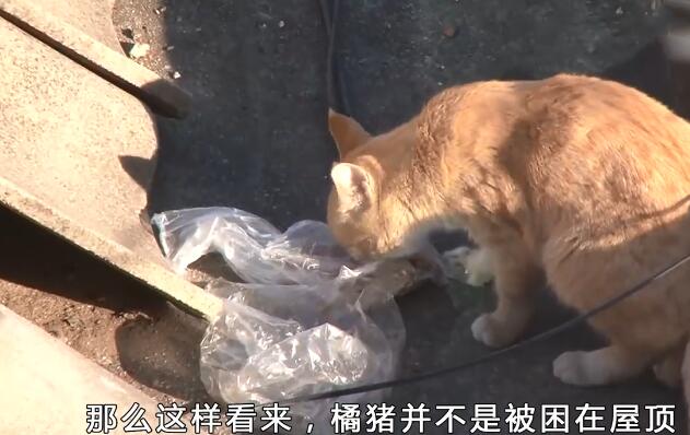 橘猫待在屋顶上42天,周围邻居都觉得很奇怪(图2)