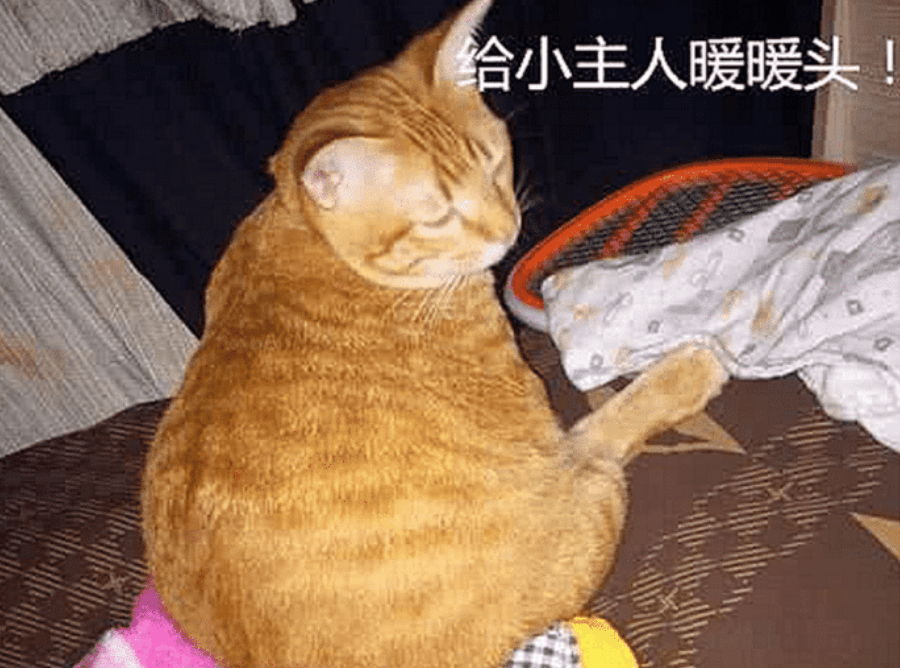 宝妈带橘猫绝育了，半夜却发现它有点不对劲，开灯一看无法淡定了(图3)