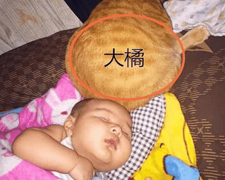宝妈带橘猫绝育了，半夜却发现它有点不对劲，开灯一看无法淡定了(图1)