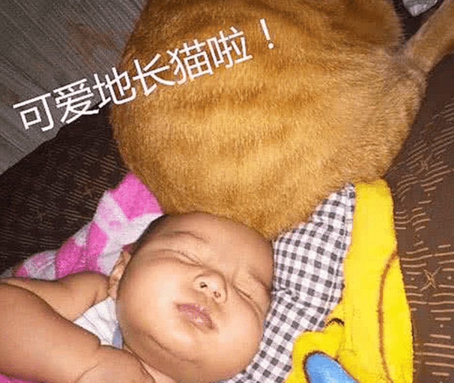 宝妈带橘猫绝育了，半夜却发现它有点不对劲，开灯一看无法淡定了(图2)