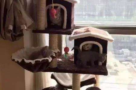 有钱人养猫VS我养猫,贫穷限制了想象力(图1)