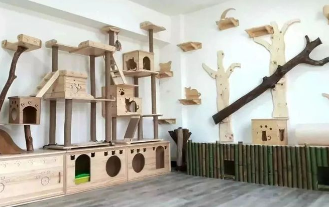 有钱人养猫VS我养猫,贫穷限制了想象力(图2)