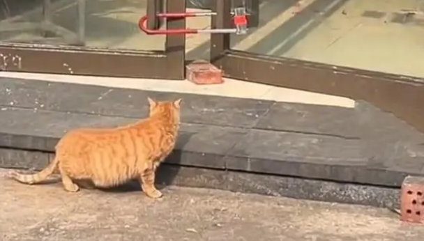 老板回家不忘给流浪猫留门，爱猫者接力投喂(图1)