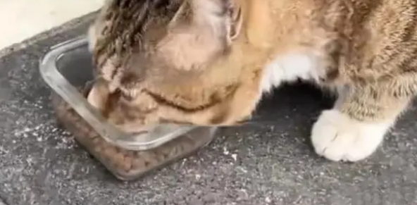 老板回家不忘给流浪猫留门，爱猫者接力投喂(图2)