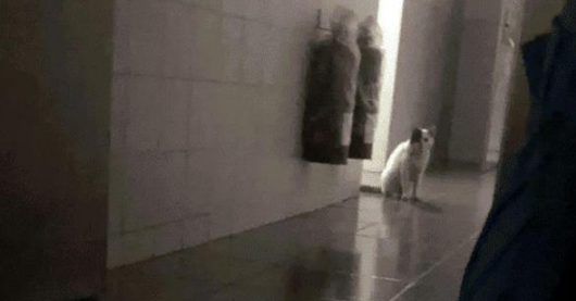 小猫爬20层楼看望女孩，女孩赶它多次仍不走，只为“白嫖”一个家(图1)