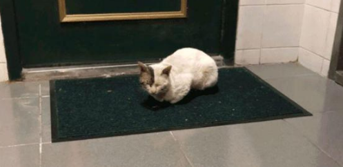 小猫爬20层楼看望女孩，女孩赶它多次仍不走，只为“白嫖”一个家(图2)