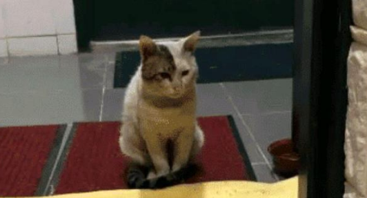 小猫爬20层楼看望女孩，女孩赶它多次仍不走，只为“白嫖”一个家(图3)