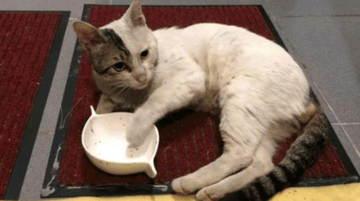 小猫爬20层楼看望女孩，女孩赶它多次仍不走，只为“白嫖”一个家(图4)