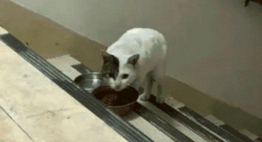 小猫爬20层楼看望女孩，女孩赶它多次仍不走，只为“白嫖”一个家(图5)