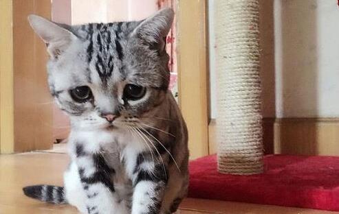 一只委屈猫走红网络 引发了网友的围观和热议(图1)