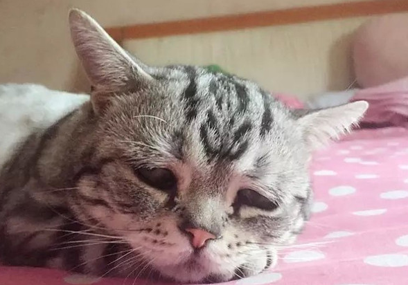 一只委屈猫走红网络 引发了网友的围观和热议(图2)