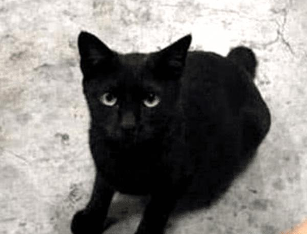 男子下楼喂流浪猫，喂着喂着发现不对劲，低头一看不淡定了(图1)