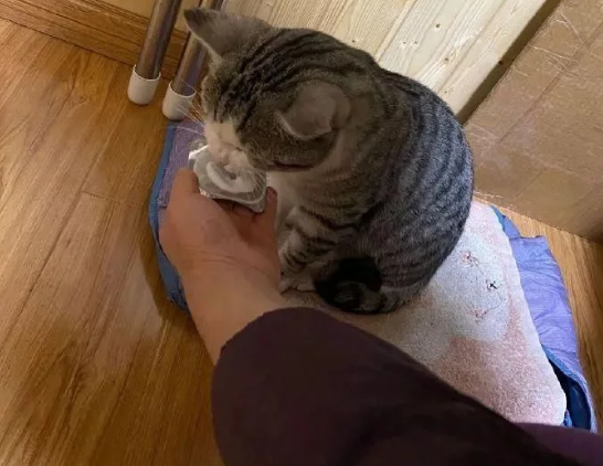 猫咪患上怪病就快不行了,网友心疼每天大鱼大肉伺候,最后发现真相竟是(图1)