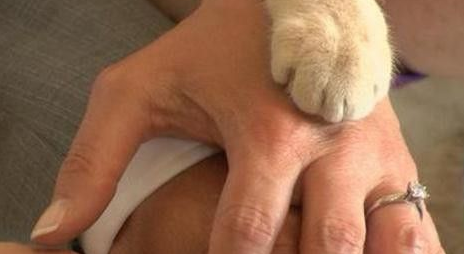 顶级“猫奴”的婚礼 1100只猫见证了他们的爱情誓言(图2)