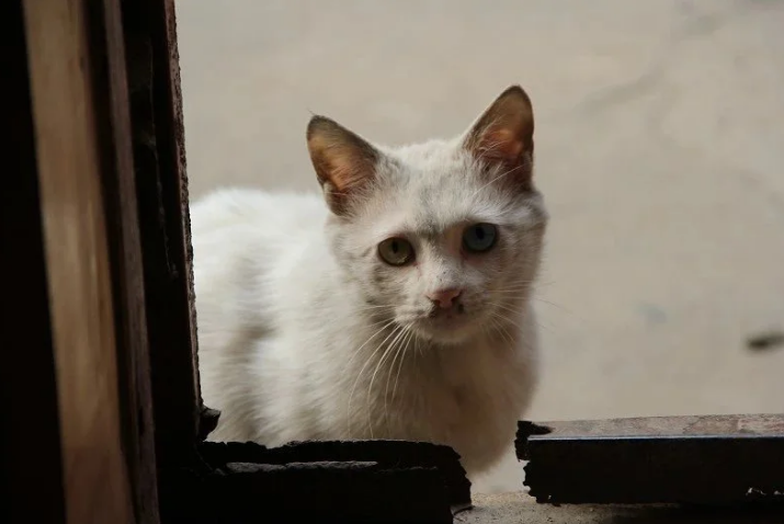 洛阳一小区流浪猫伤人，投喂者和物业公司，谁该担责？(图1)