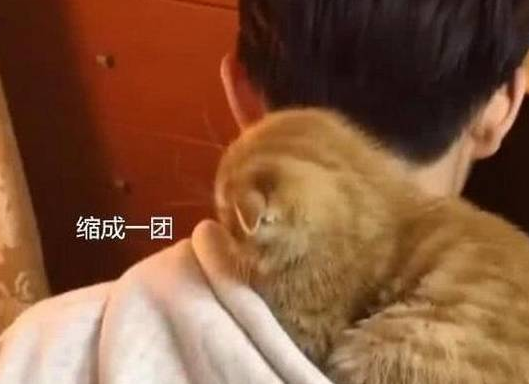 每次男友打游戏,橘猫就到帽子里取暖,网友:想看它长大后的样子(图1)