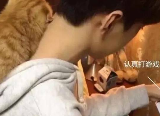 每次男友打游戏,橘猫就到帽子里取暖,网友:想看它长大后的样子(图2)