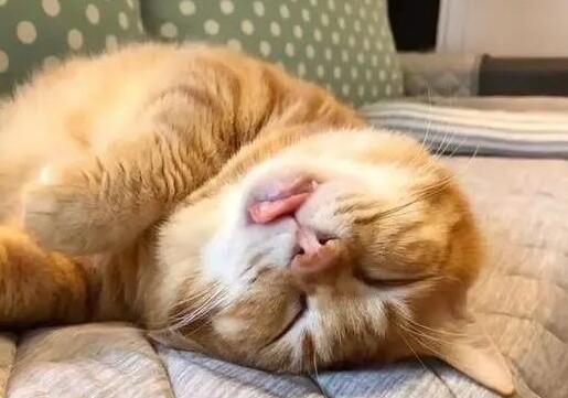 流浪橘猫死守废弃别墅，得知原因好心疼，被救助后果断报恩！(图1)