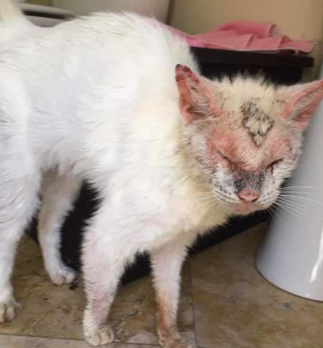 吓人皮肤病猫咪现身街头 治疗后变美丽异瞳猫咪!(图1)