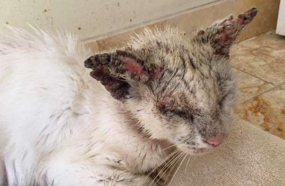 吓人皮肤病猫咪现身街头 治疗后变美丽异瞳猫咪!(图2)