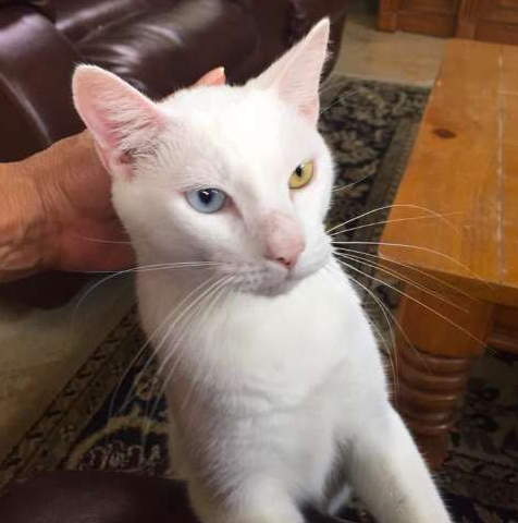 吓人皮肤病猫咪现身街头 治疗后变美丽异瞳猫咪!(图3)