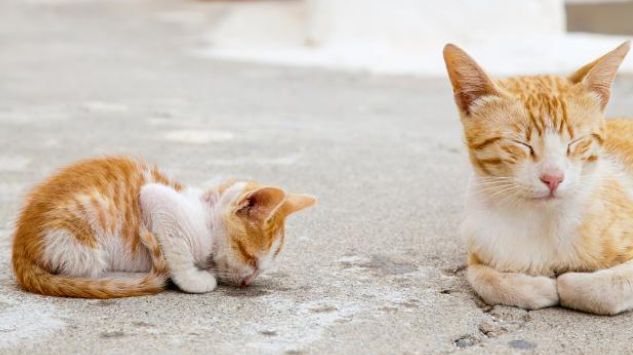 小白猫被抱走后,猫妈妈天天上门讨要孩子,小猫的反应很现实(图1)