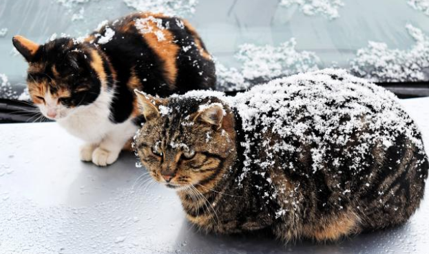 小白猫被抱走后,猫妈妈天天上门讨要孩子,小猫的反应很现实(图2)