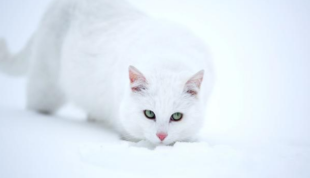 小白猫被抱走后,猫妈妈天天上门讨要孩子,小猫的反应很现实(图3)