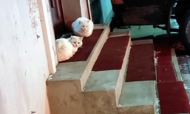 小白猫被抱走后,猫妈妈天天上门讨要孩子,小猫的反应很现实(图5)