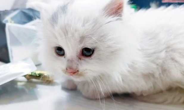 小白猫被抱走后,猫妈妈天天上门讨要孩子,小猫的反应很现实(图4)