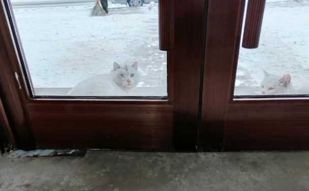 小白猫被抱走后,猫妈妈天天上门讨要孩子,小猫的反应很现实(图6)