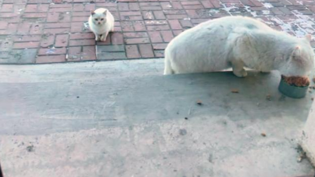 小白猫被抱走后,猫妈妈天天上门讨要孩子,小猫的反应很现实(图7)