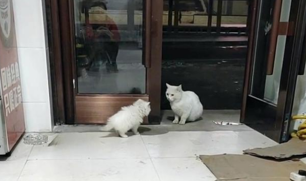 小白猫被抱走后,猫妈妈天天上门讨要孩子,小猫的反应很现实(图8)