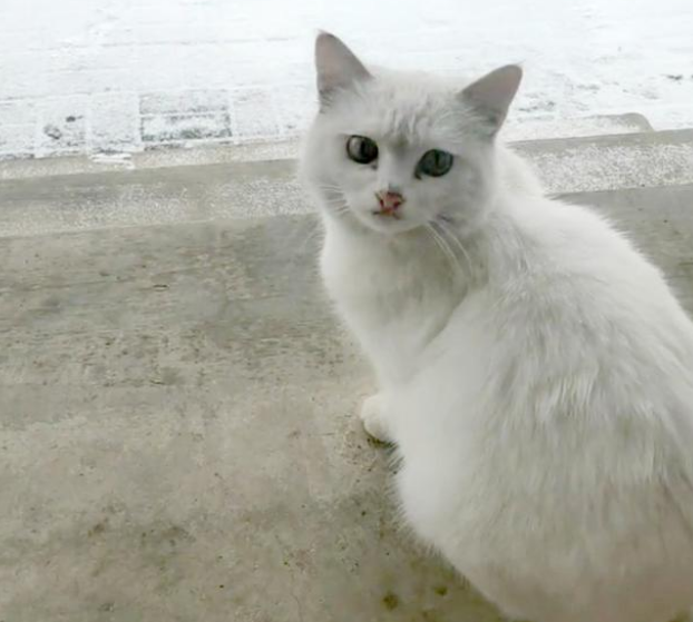小白猫被抱走后,猫妈妈天天上门讨要孩子,小猫的反应很现实(图9)