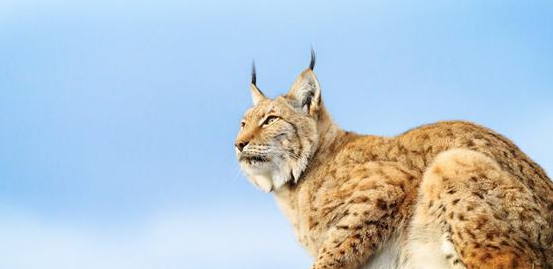 西藏阿里现一珍稀动物，像猫又像虎，无固定房子能咬死一头(图1)