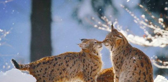 西藏阿里现一珍稀动物，像猫又像虎，无固定房子能咬死一头(图2)