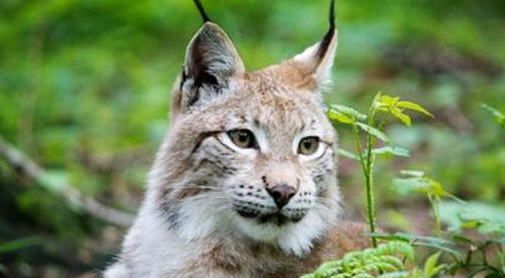 西藏阿里现一珍稀动物，像猫又像虎，无固定房子能咬死一头(图4)