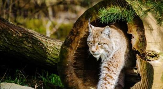 西藏阿里现一珍稀动物，像猫又像虎，无固定房子能咬死一头(图5)