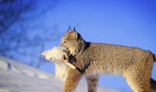 西藏阿里现一珍稀动物，像猫又像虎，无固定房子能咬死一头(图6)