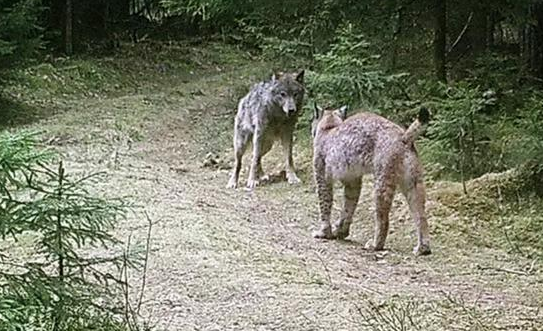 西藏阿里现一珍稀动物，像猫又像虎，无固定房子能咬死一头(图7)